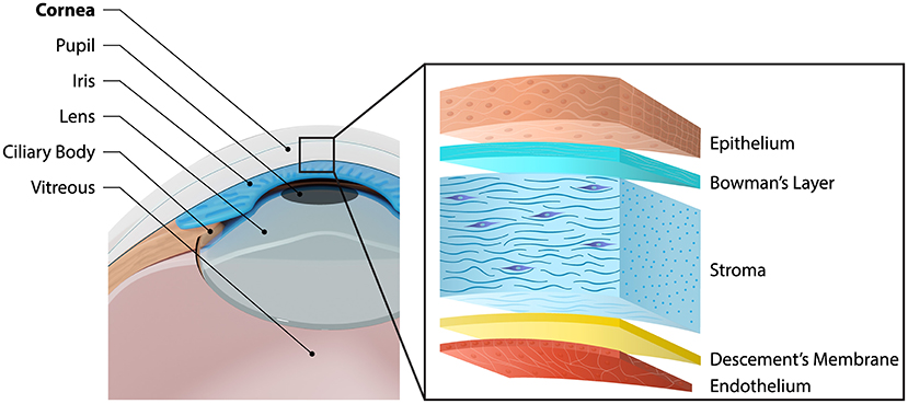 Cornea Layers Diagram