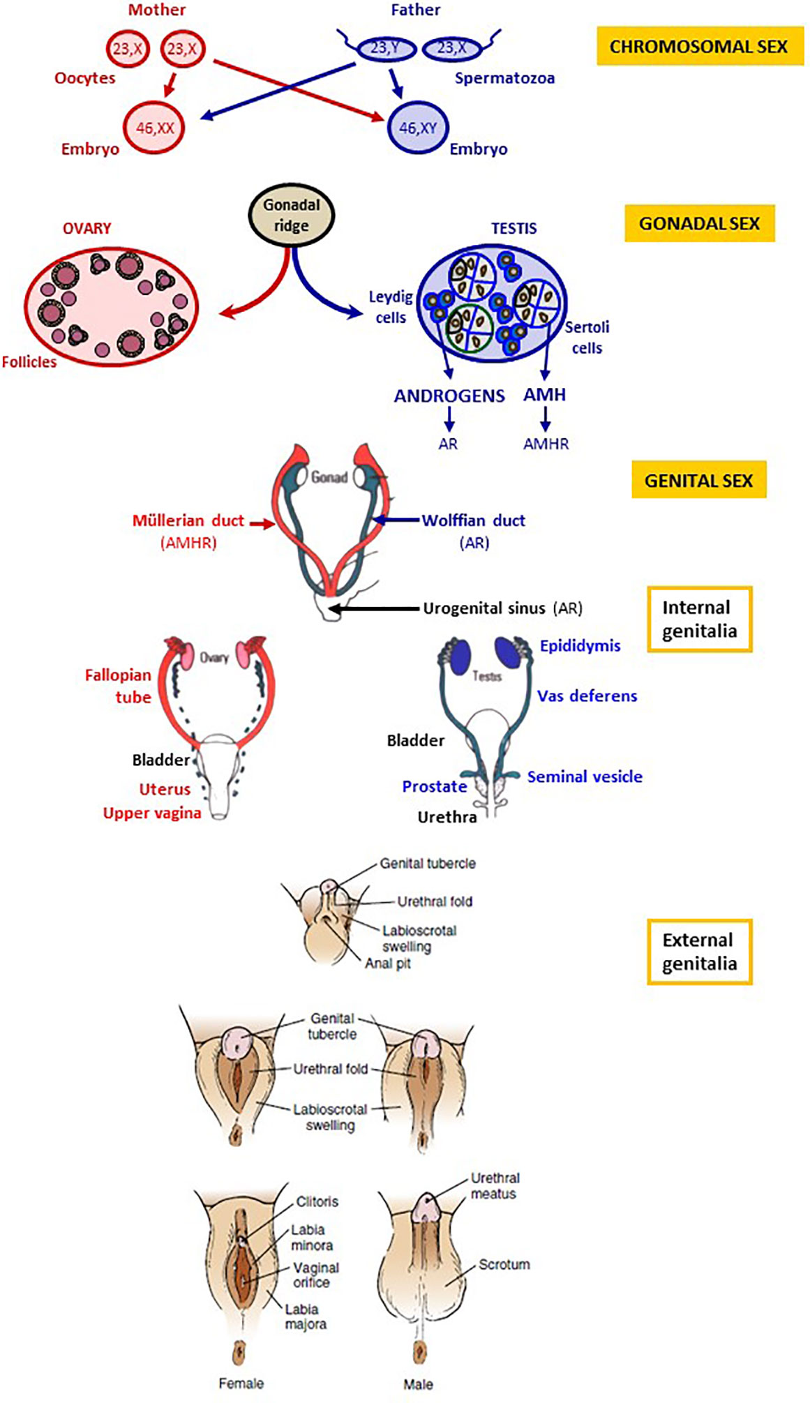 Ww Xy Sex Videos - Frontiers | Disorders of Sex Development of Adrenal Origin