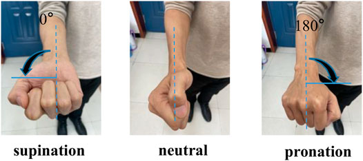 Supination and Pronation in forearm