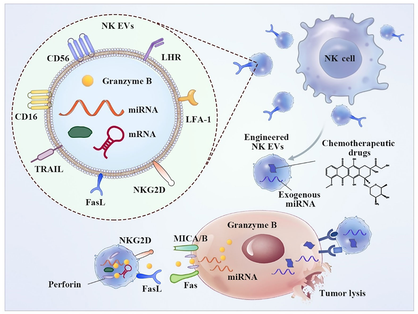 Frontiers  First generation of multifunctional peptides derived