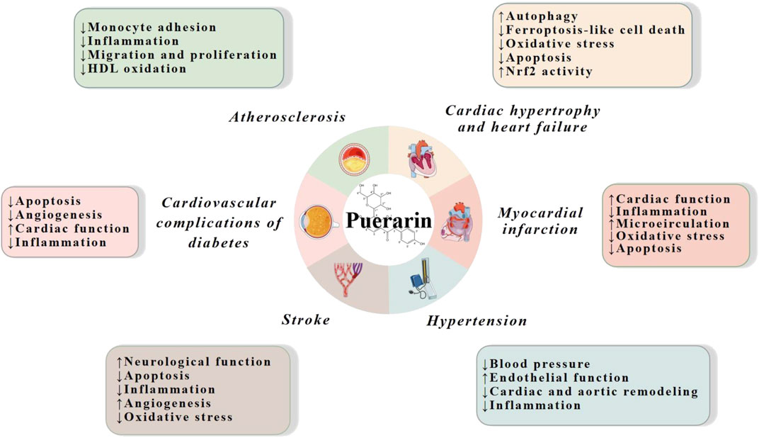 Effects of Puerarin on the Prevention and Treatment of Cardiovascular Diseases Effects of Puerarin on the Prevention and Treatment of Cardiovascular Diseases
