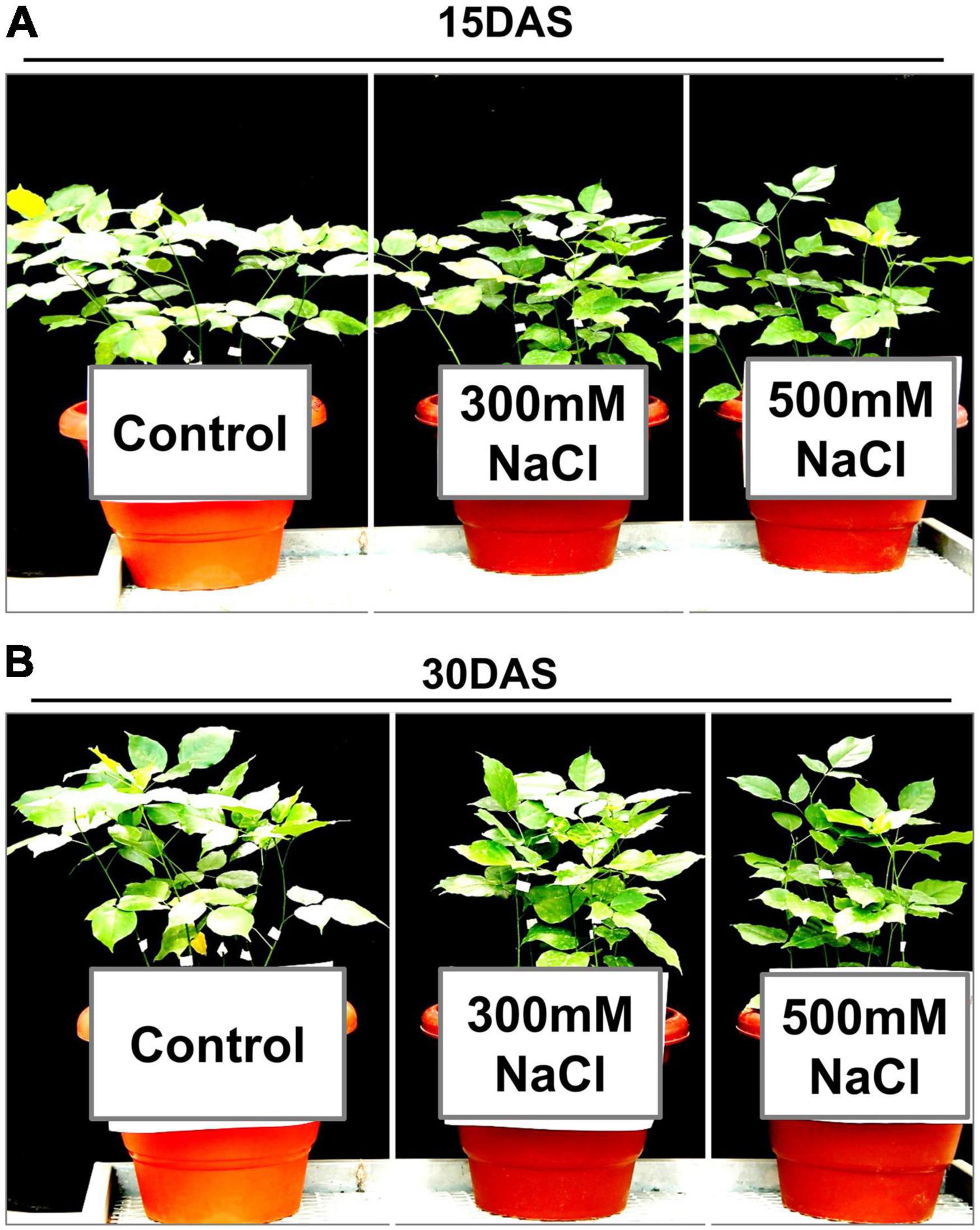 Frontiers | Physiological, Biochemical, and Root Proteome Networks