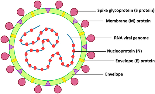 Frontiers | The Antiviral Activity of Bacterial, Fungal, and Algal ...