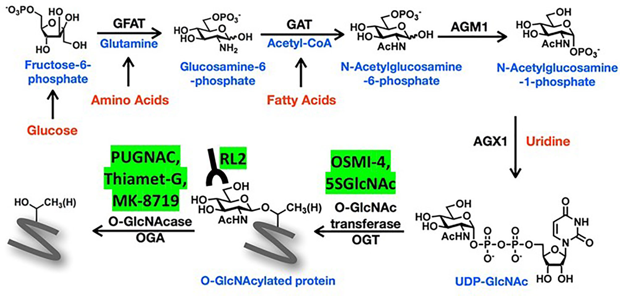 Pharmacological Inhibition of O-GlcNAcase Enhances Autophagy in