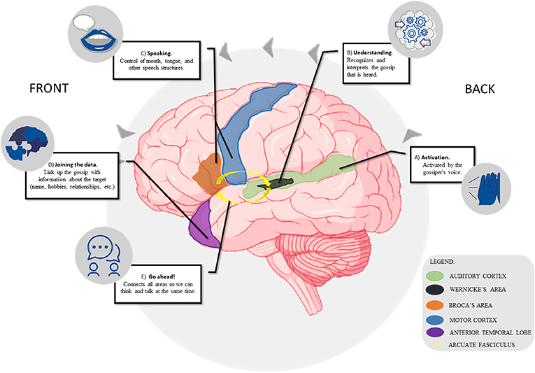 Figure 2 - Several brain areas are activated when we gossip.