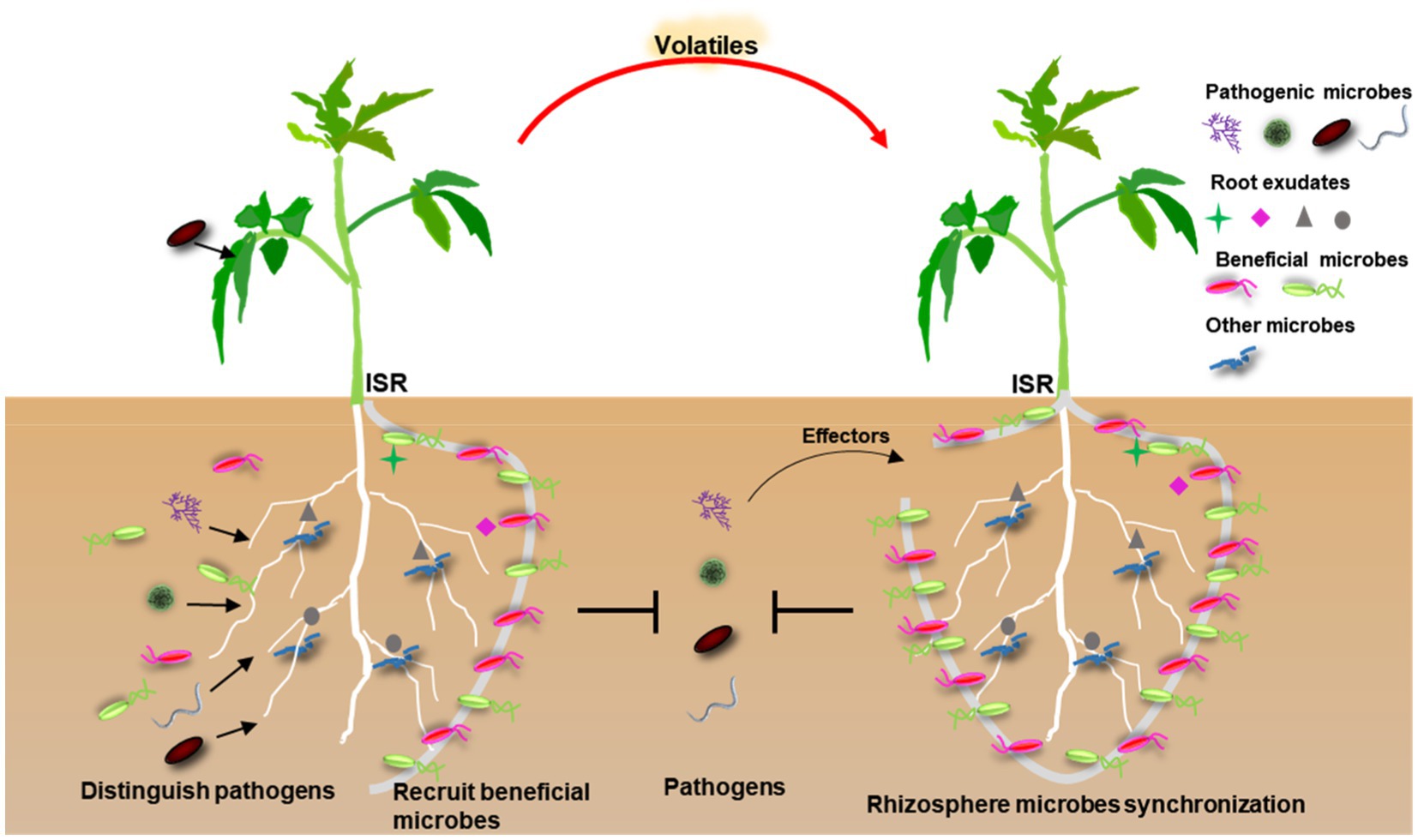 Frontiers  Rhodobacteraceae dominate the core microbiome of the