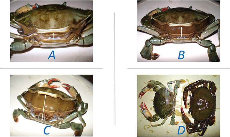 图1 -蟹的蜕皮过程。