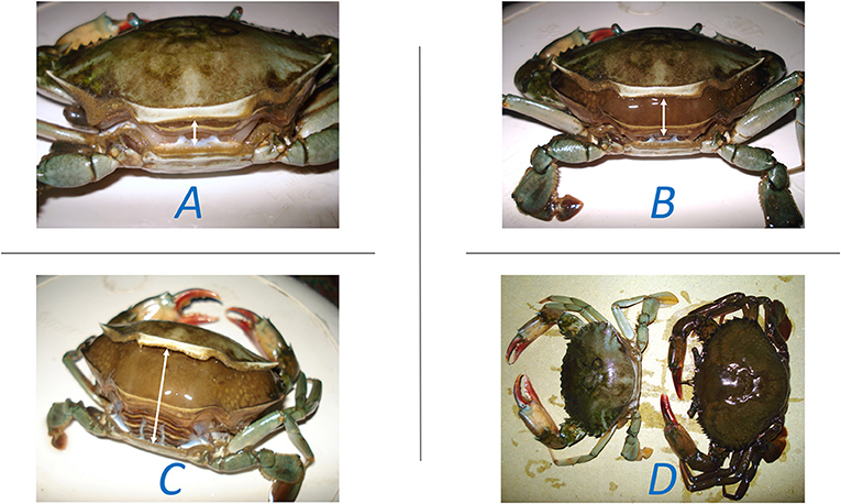 Figure 1 - The molting process of a crab.