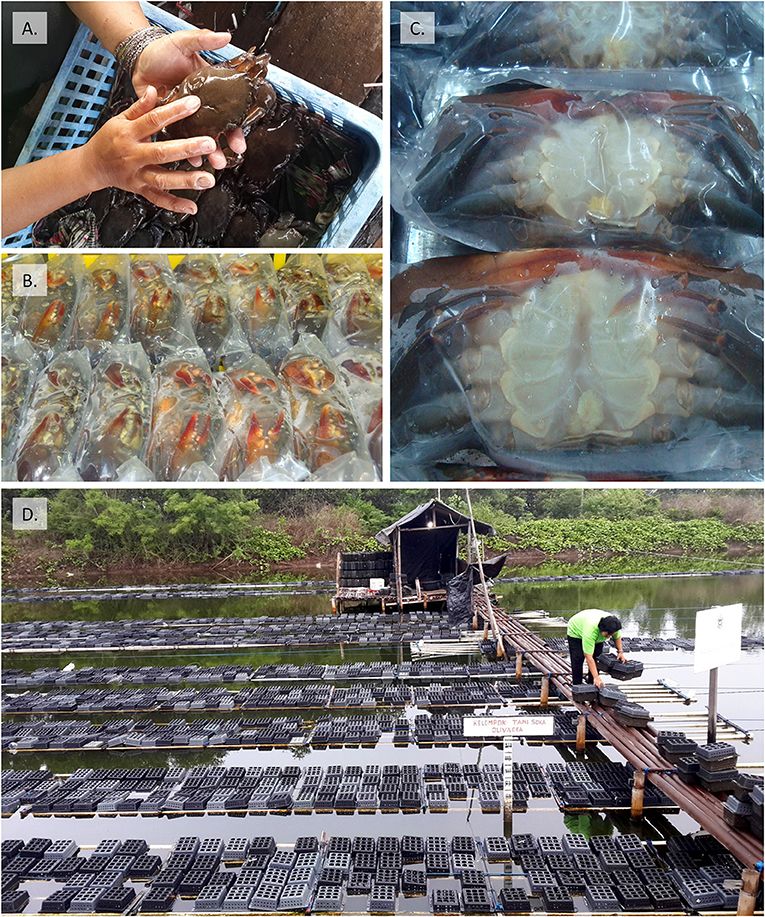 Figure 2 - (A) A worker handling a newly molted crab with soft outer shell.