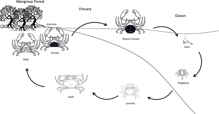 图3 -泥蟹的生命周期从海洋中成熟的母蟹孵化出幼蟹开始。