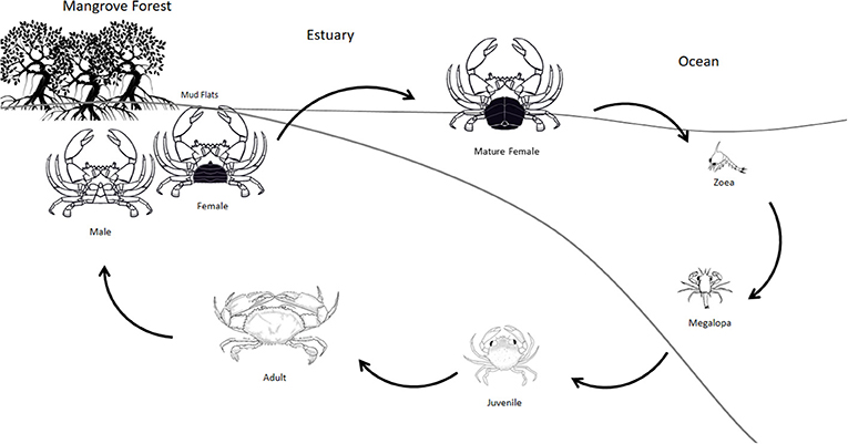 Figure 3 - The life cycle of a mud crab begins when larvae (zoeae) hatch from mature females in the ocean.