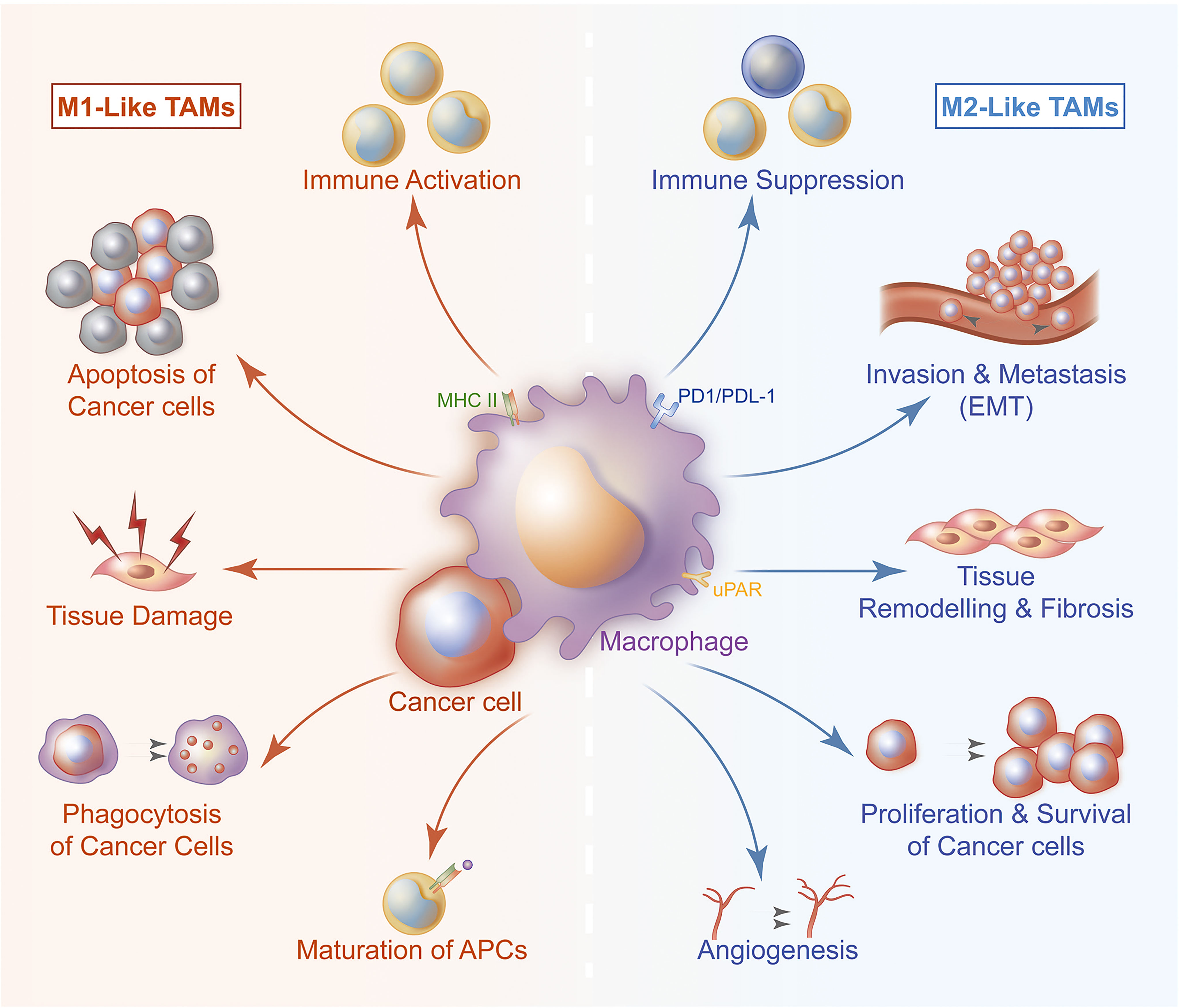 Frontiers  Tumor-Associated Macrophages: Key Players in Triple