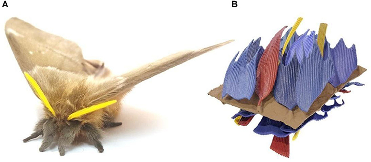 Figure 1 - (A) A very furry silk moth (Photograph credit: T. Neil).