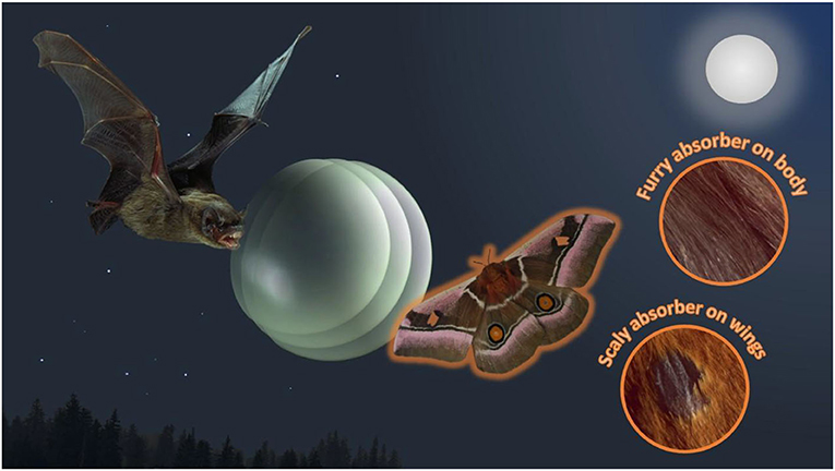 Figure 2 - A bat hunting a moth using echolocation.