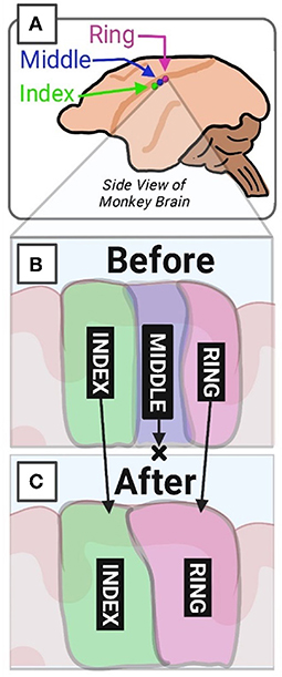 Figure 2 - The brain “recycles” areas that are not used.