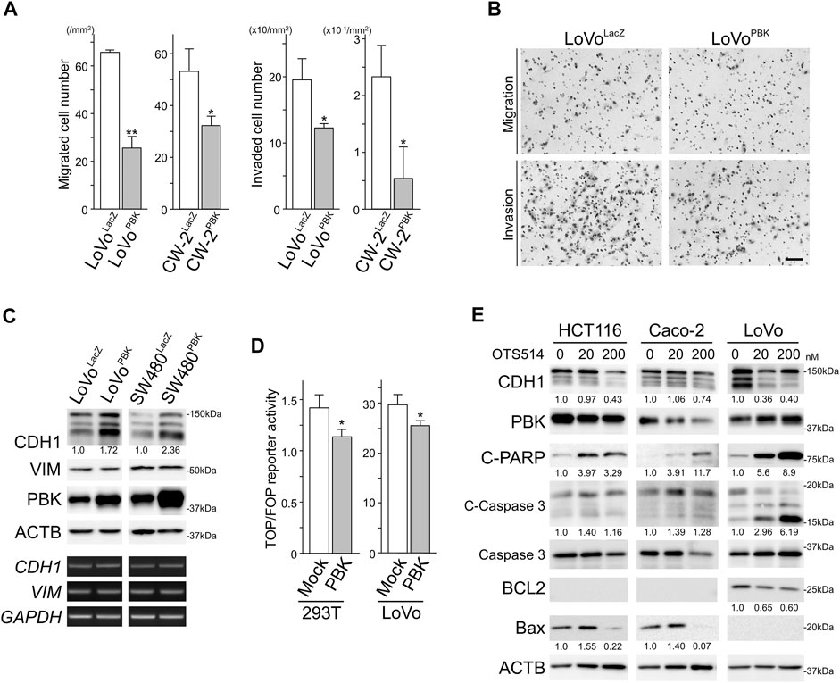 Frontiers  PBK Enhances Cellular Proliferation With Histone H3  Phosphorylation and Suppresses Migration and Invasion With CDH1  Stabilization in Colorectal Cancer