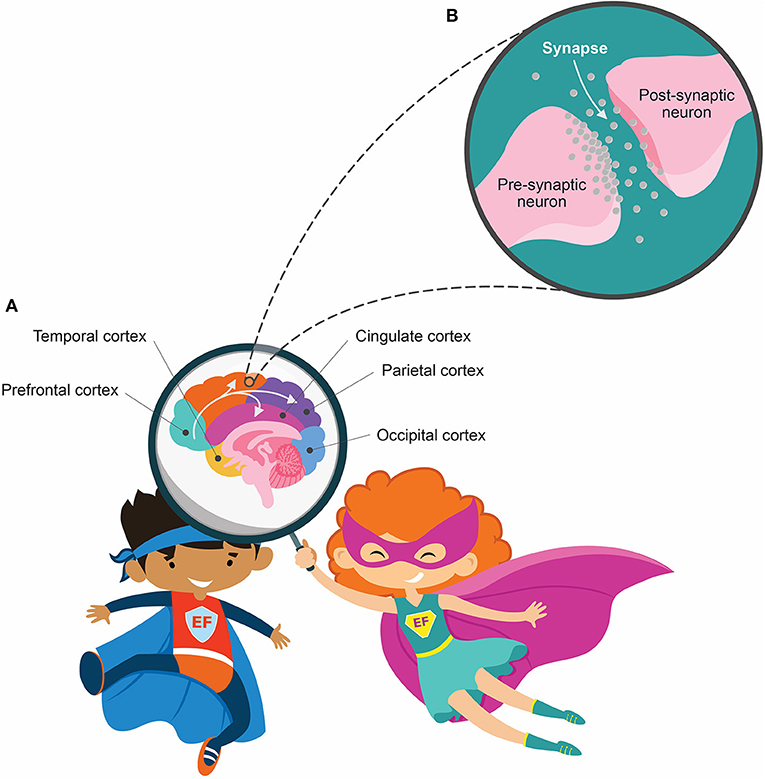 Figure 1 - Overview of the key areas of the brain.