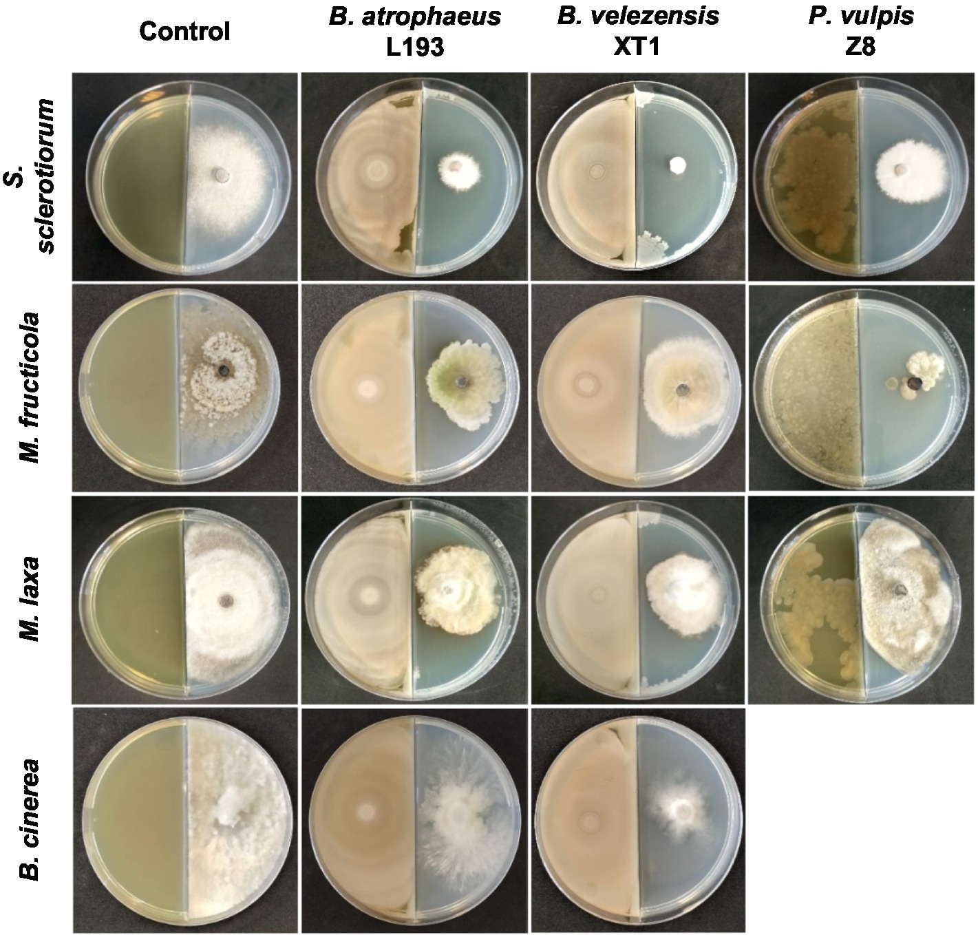 Frontiers Identification of Volatile Organic Compounds in