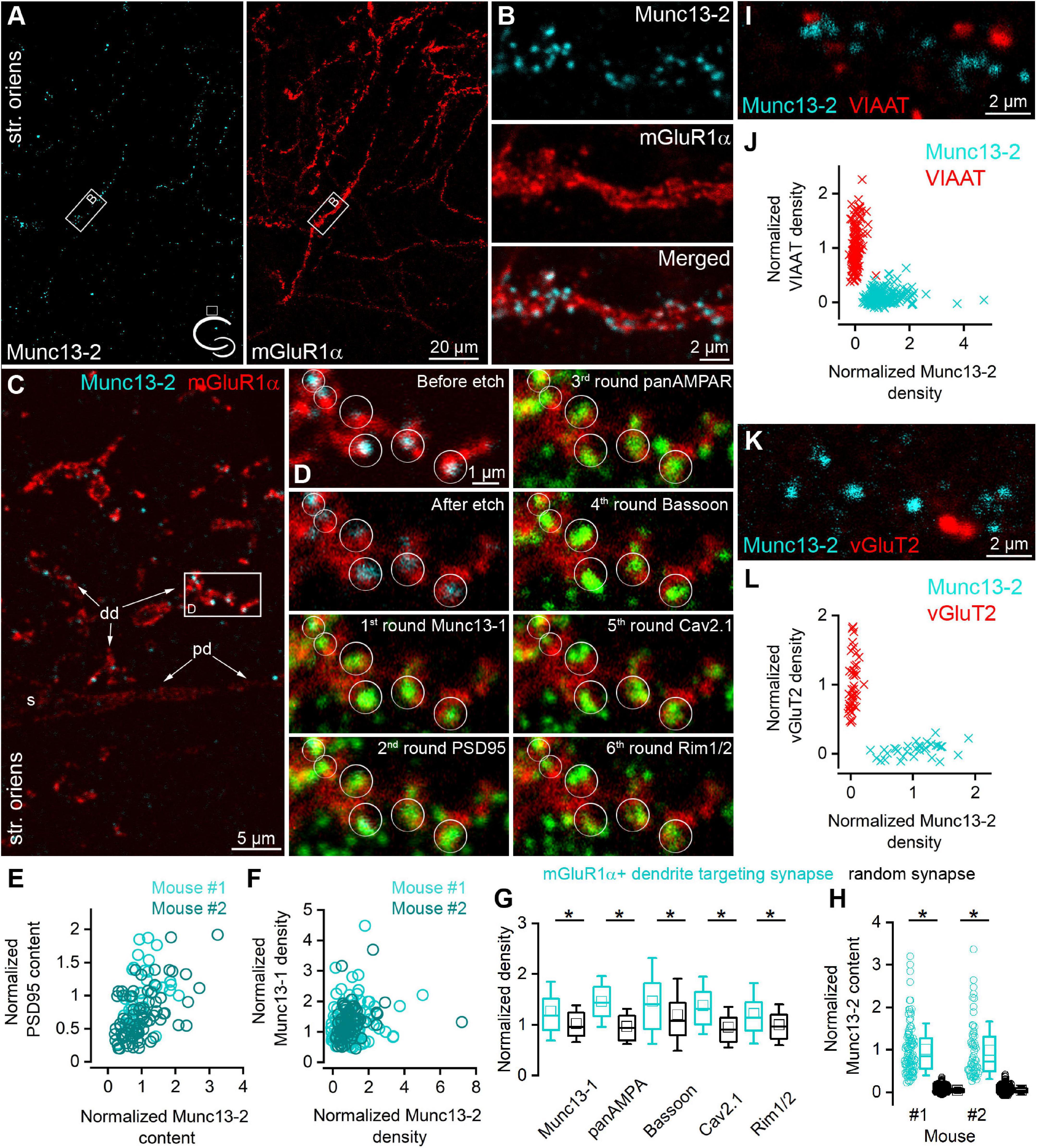 Frontiers | Selective Enrichment of Munc13-2 in Presynaptic Active Frontiers | Selective Enrichment of Munc13-2 in Presynaptic Active