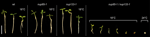 www.frontiersin.org