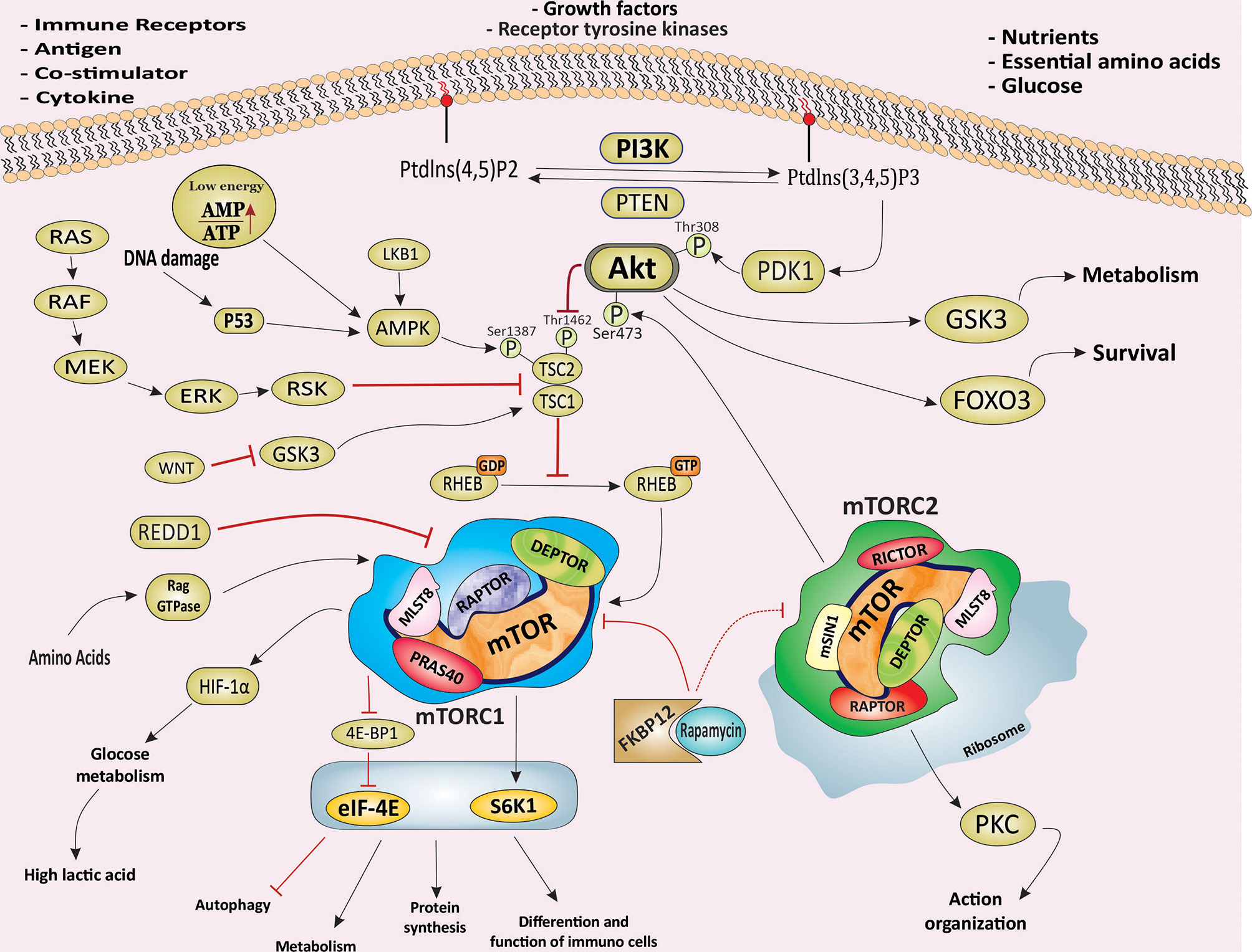 Frontiers  mTOR-Mediated Regulation of Immune Responses in Cancer