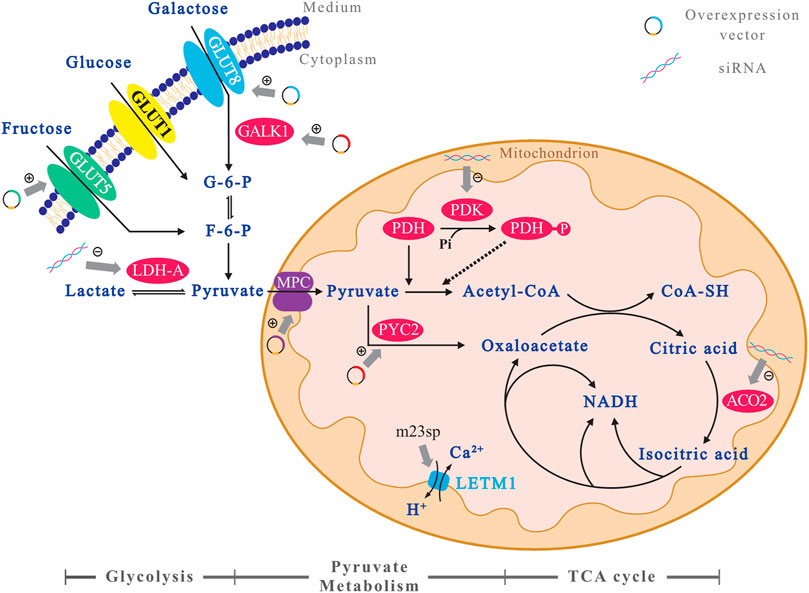 Мочи белок эритроциты глюкоза. Клетки cho. Metabolic Engineering штаммы. Cho клетки бессмертны. Культура клеток cho (Chinese Hamster ovary).