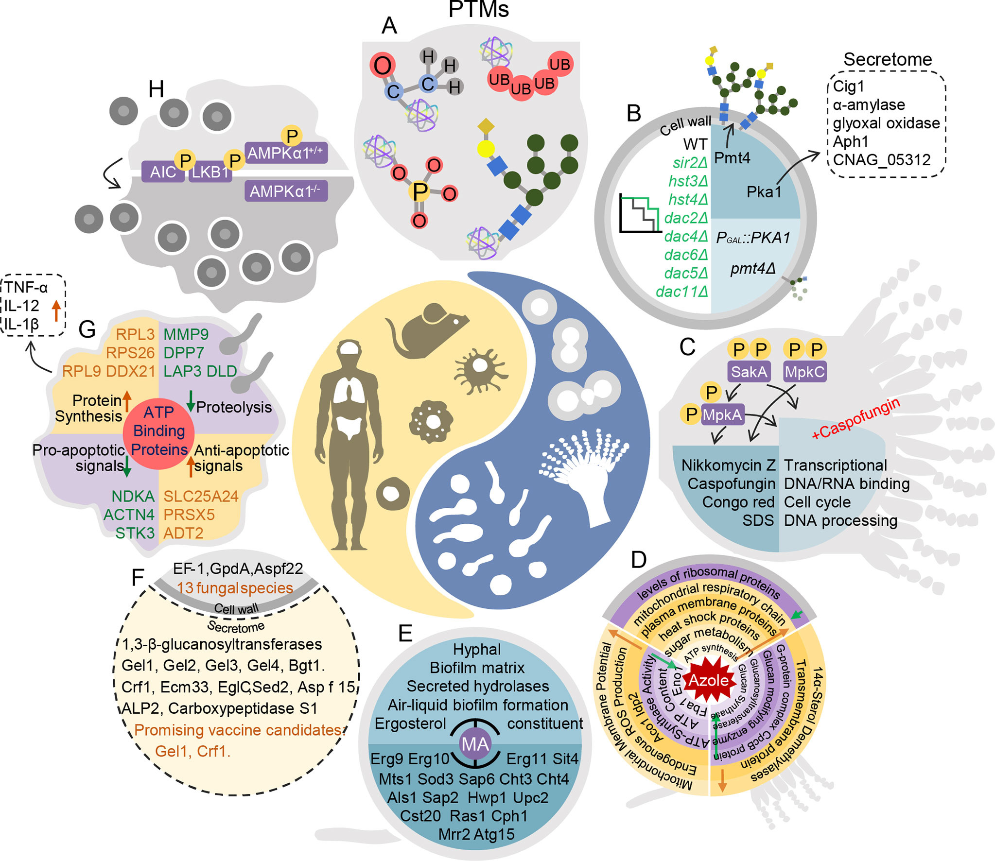 Laboratory of Emerging Fungal Pathogens