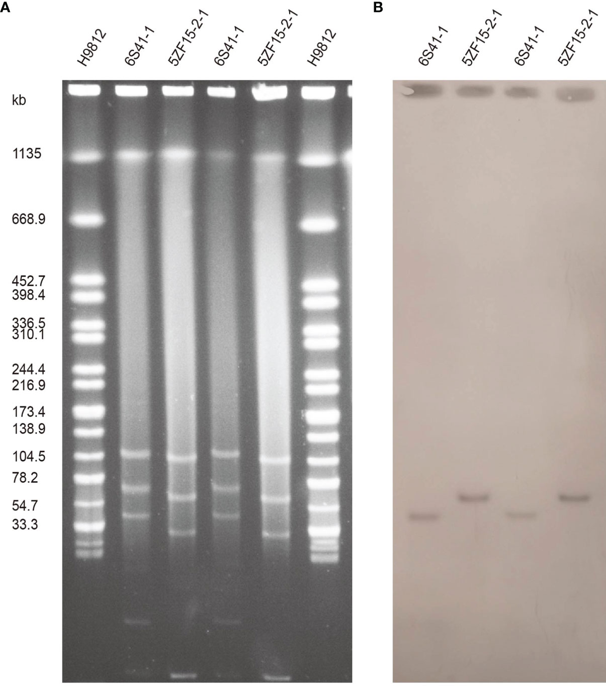 Frontiers  Genomic Characterization of mcr-1.1-Producing Escherichia coli  Recovered From Human Infections in São Paulo, Brazil