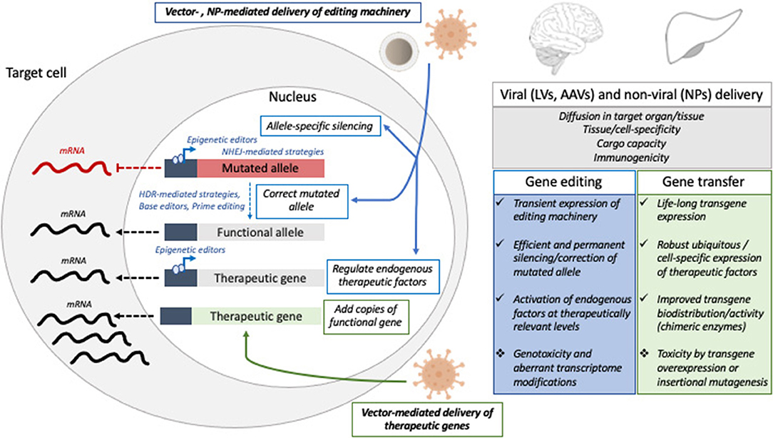 In Vivo (vs In Vitro and Ex Vivo) - The Definitive Guide