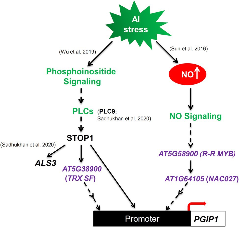 STOP1-independent NO-signaling pathway and Al-activated STOP1 signaling cascades regulate PGIP1 expression under Al stress. 