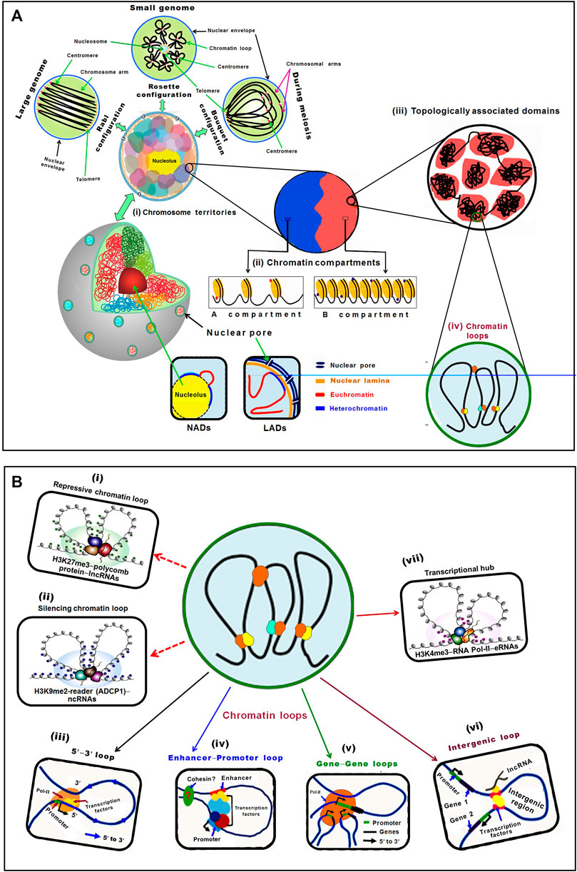 Frontiers Understanding 3D Genome Organization and Its Effect on Transcriptional Gene Regulation Under Environmental Stress in Plant A Chromatin Perspective picture