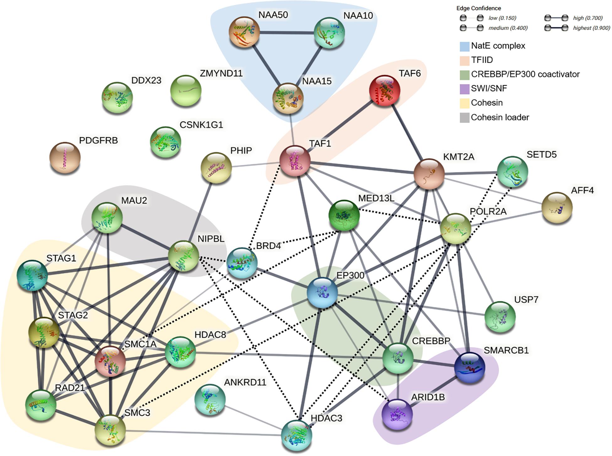 Frontiers  BETting on a Transcriptional Deficit as the Main Cause for  Cornelia de Lange Syndrome