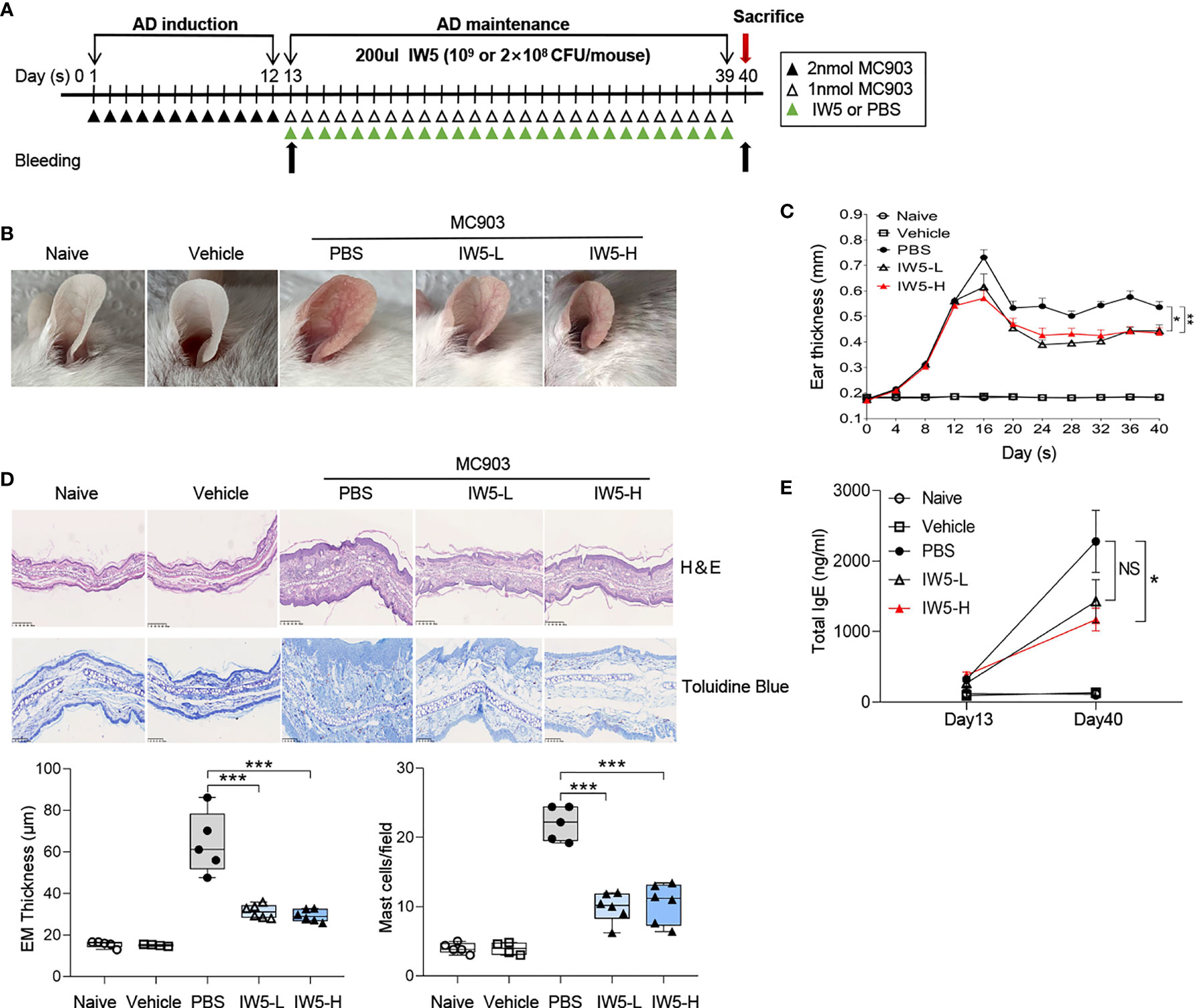 Frontiers | A New Formulation of Probiotics Attenuates Calcipotriol ...