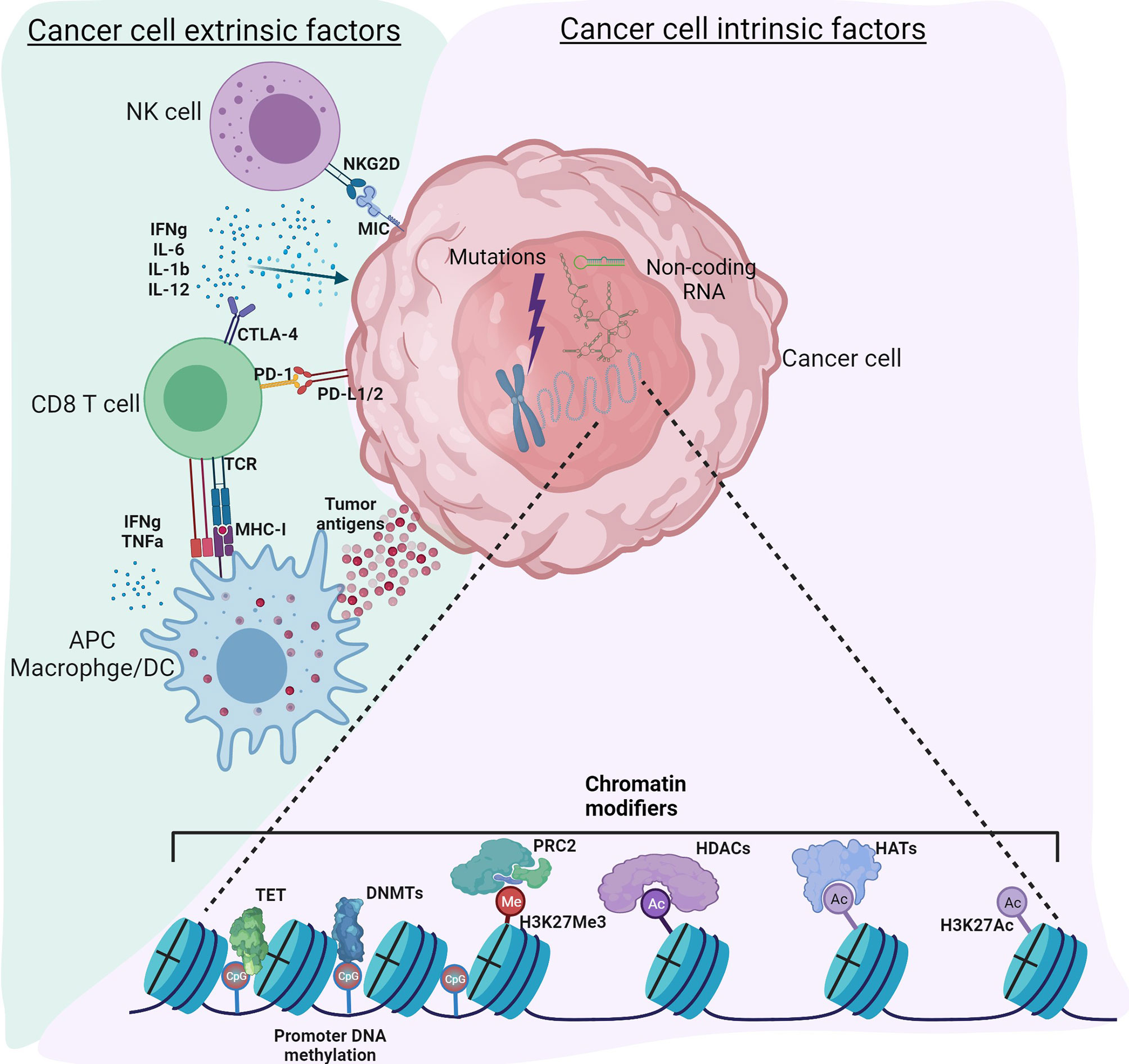 Genetic Disorders of Immune Regulation