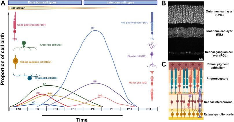 Frontiers  Exploring the Retinal Binding Cavity of