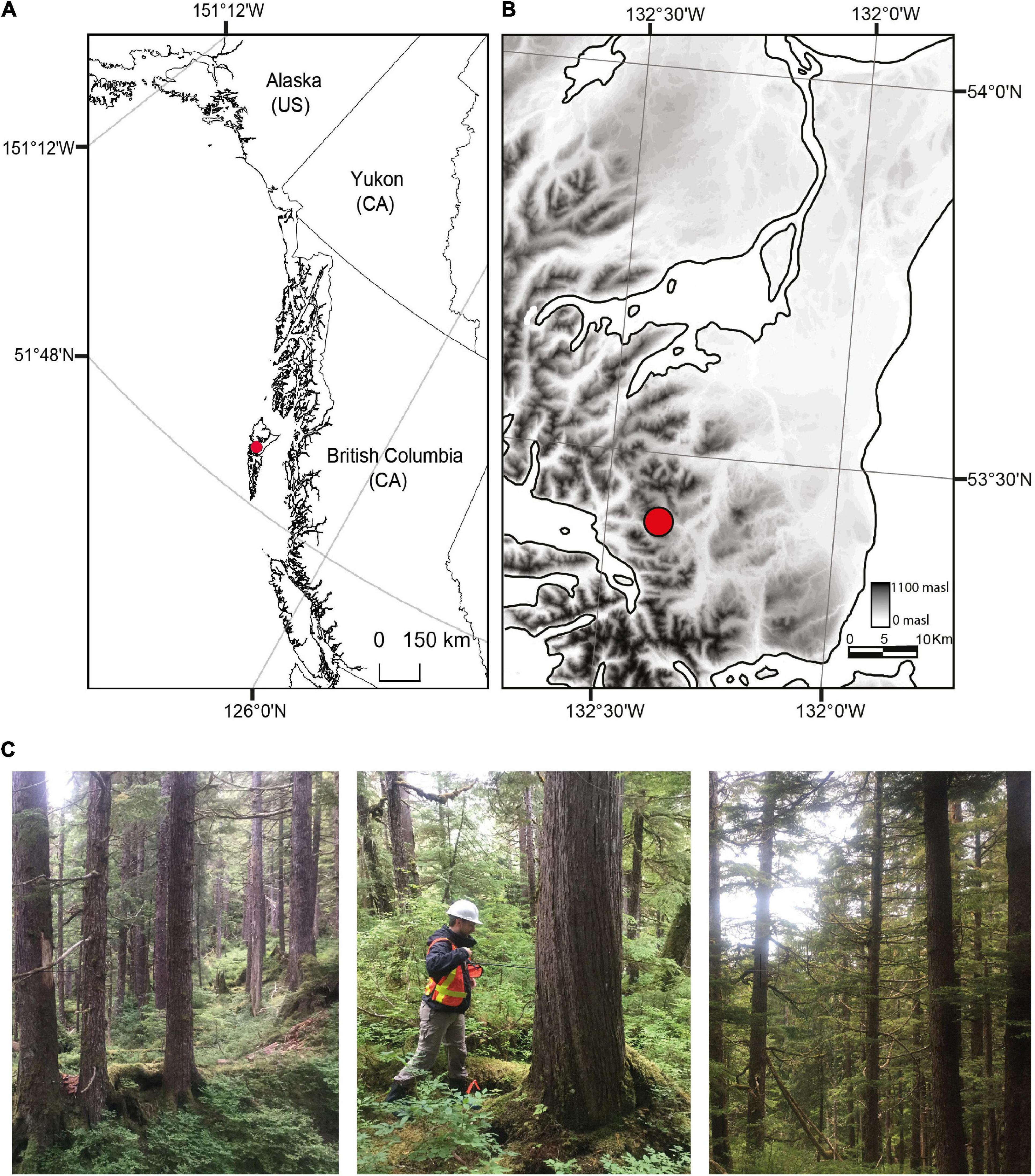 Frontiers  Contrasting Impacts of Climate Warming on Coastal Old-Growth  Tree Species Reveal an Early Warning of Forest Decline