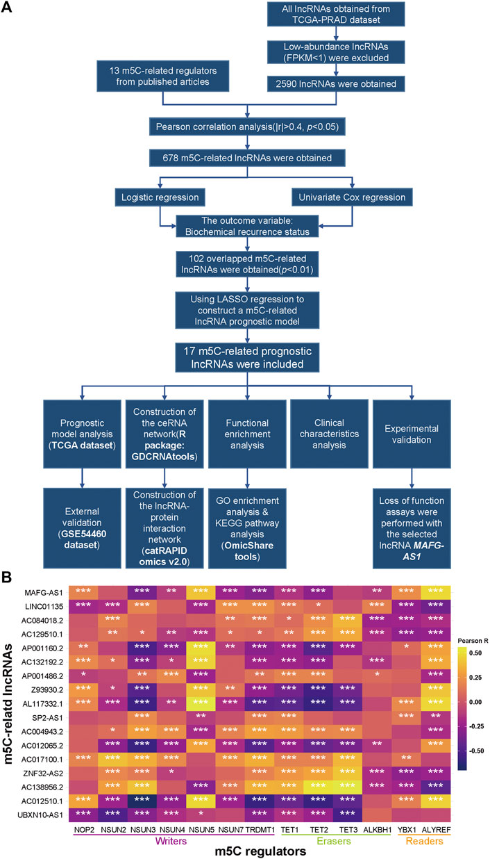 Frontiers | 5-Methylcytosine RNA Methyltransferases-Related Long Non ...