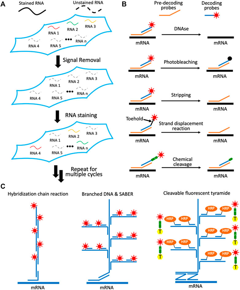 Turbo FISH: A Method for Rapid Single Molecule RNA FISH