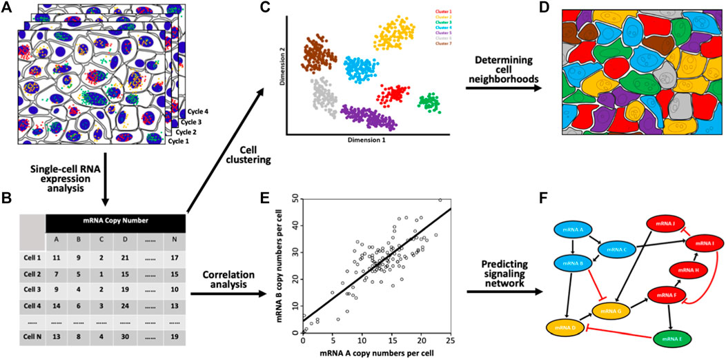 In situ hybridization analysis of mRNAs for Egam1c and the Prl gene