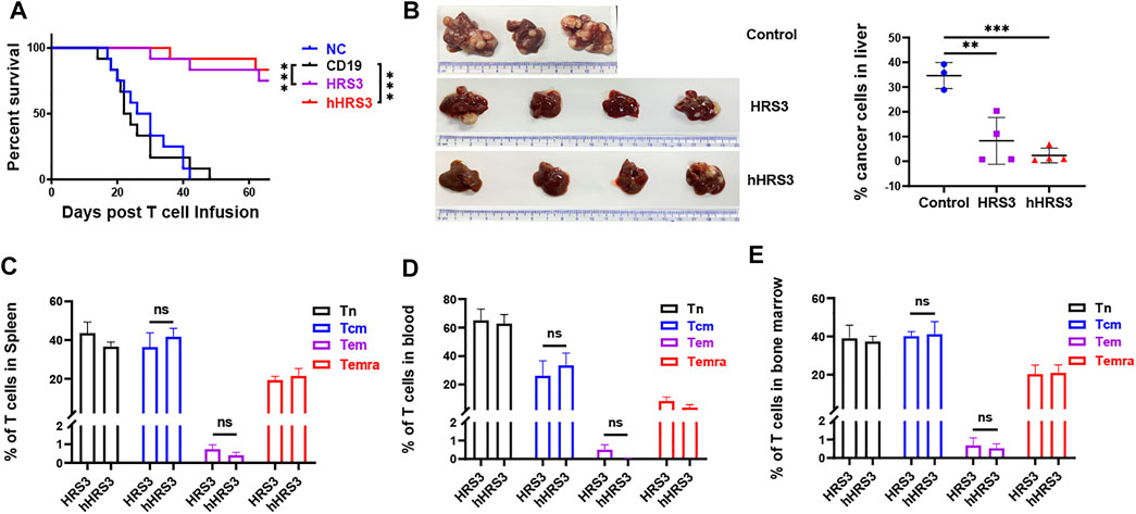 Frontiers | Humanized CD30-Targeted Chimeric Antigen Receptor T Cells ...