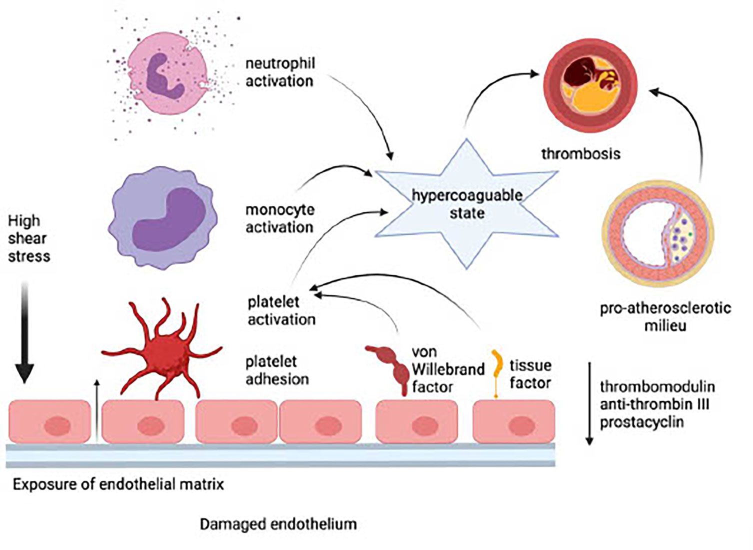 Assessment of endothelial damage and cardiac injury in a mouse