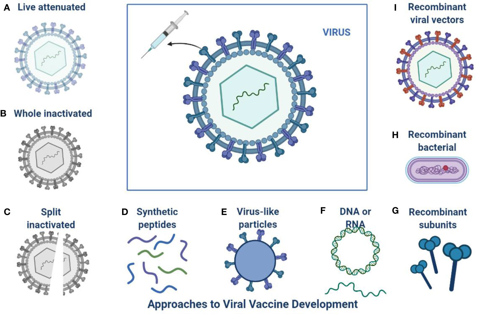 Frontiers Sars Cov Emergence Of New Variants And Effectiveness Of