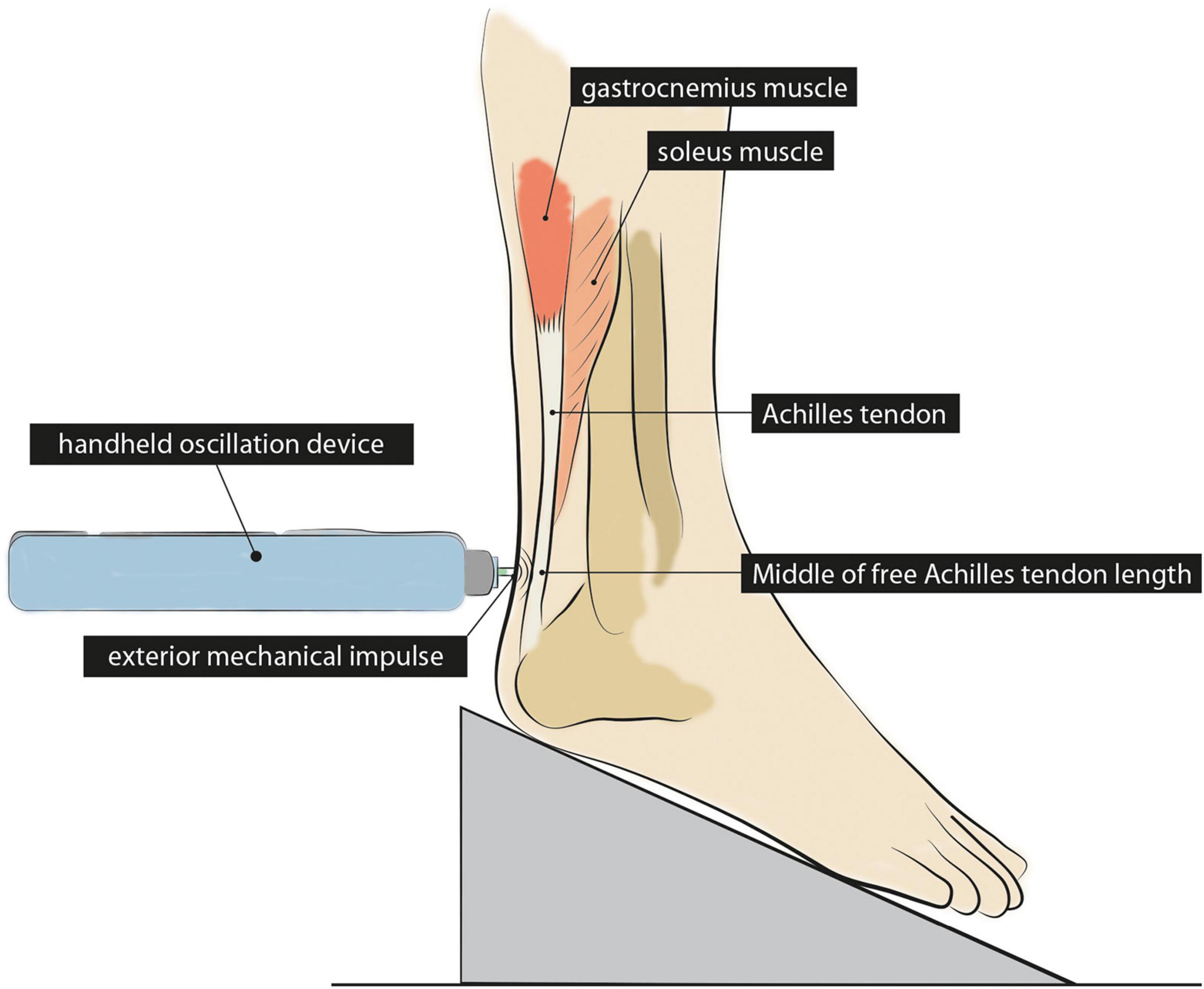 8. Achilles Tendon Tattoo Placement - wide 1