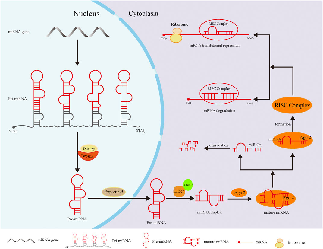 MicroRNA-21 as a regulator of human cumulus cell viability and its