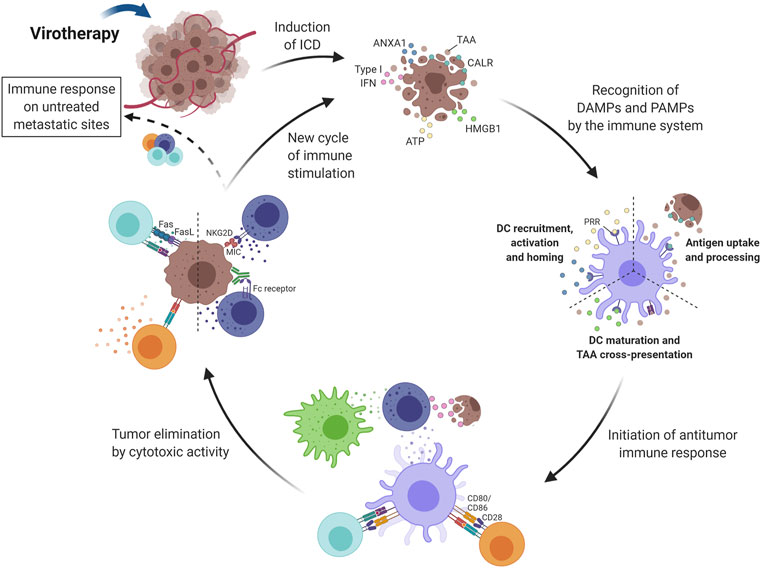 Frontiers | Perspectives for Combining Viral Oncolysis With Additional ...