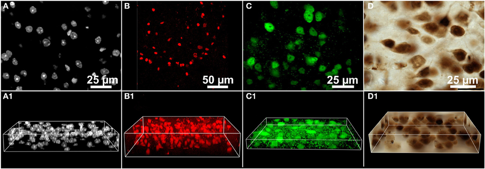 Frontiers Current Automated 3d Cell Detection Methods Are