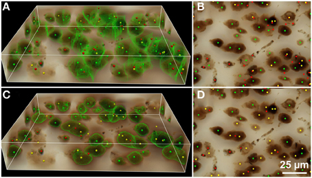 Frontiers Current Automated 3d Cell Detection Methods Are