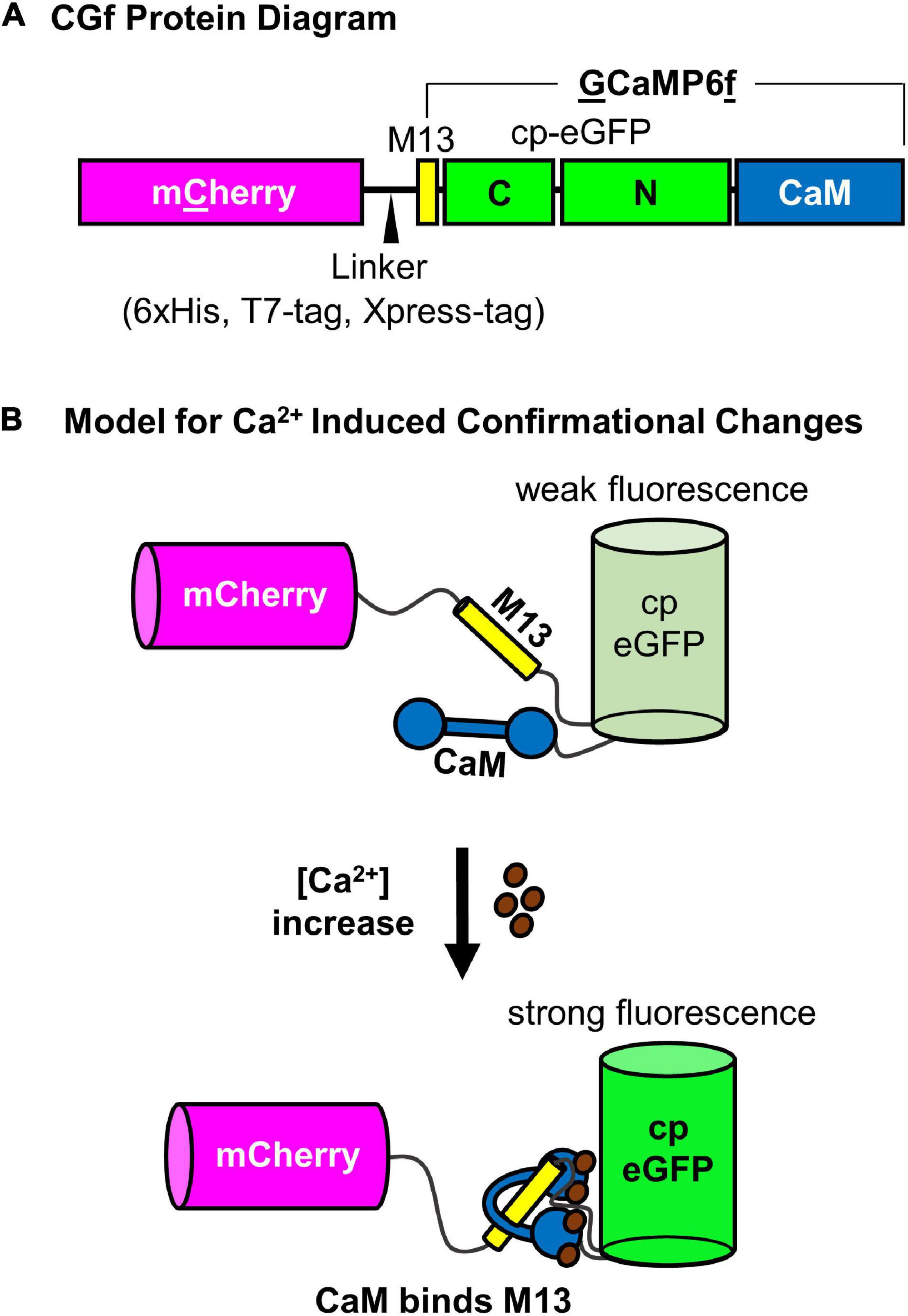 Frontiers   A Ratiometric Calcium Reporter CGf Reveals Calcium