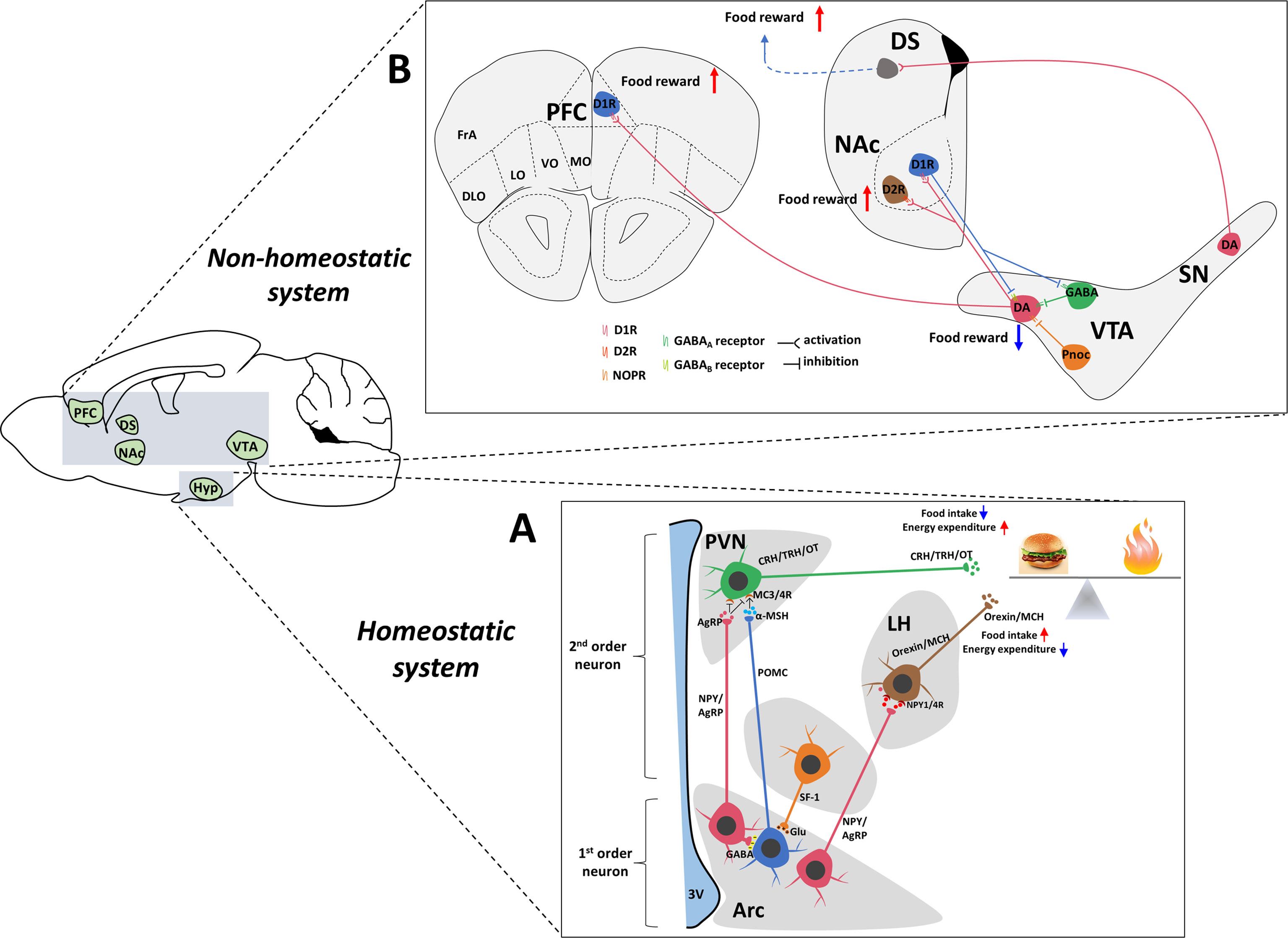 Frontiers Appetite Regulation Of TLR4 Induced Inflammatory Signaling frontiers-appetite-regulation-of-tlr4-induced-inflammatory-signaling