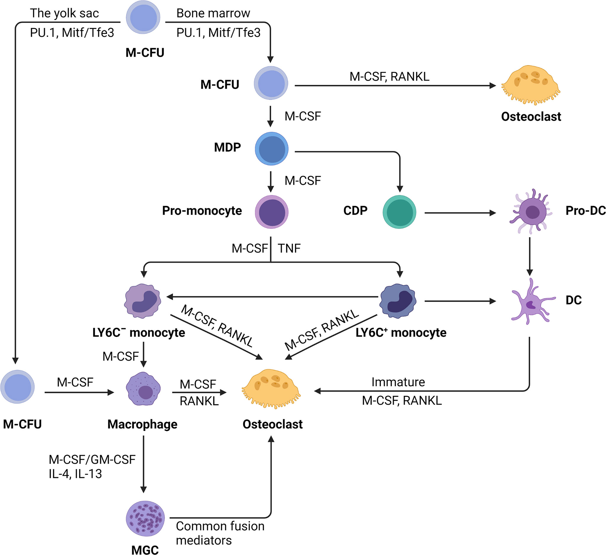 Origin of monocytes and macrophages in a committed progenitor